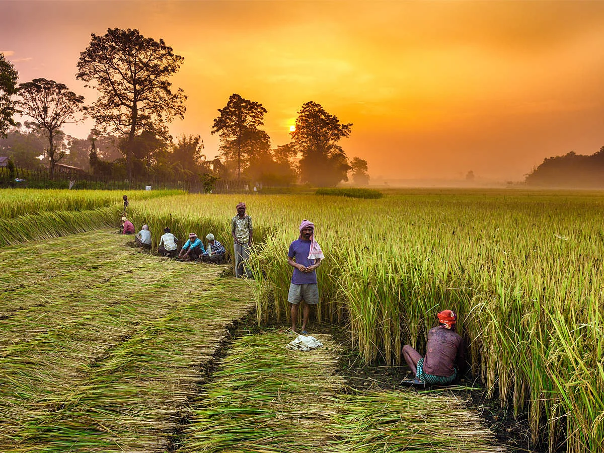 farmers 1