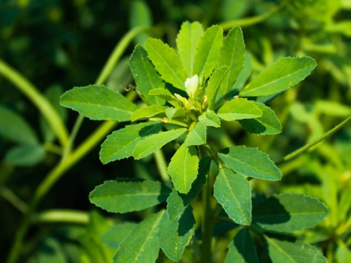 saag2
