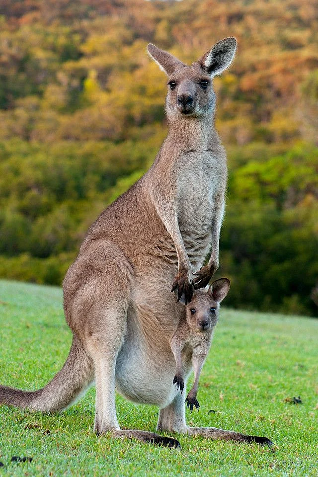 Two Weeks in Australia Ultimate Itinerary for First Time Visitors