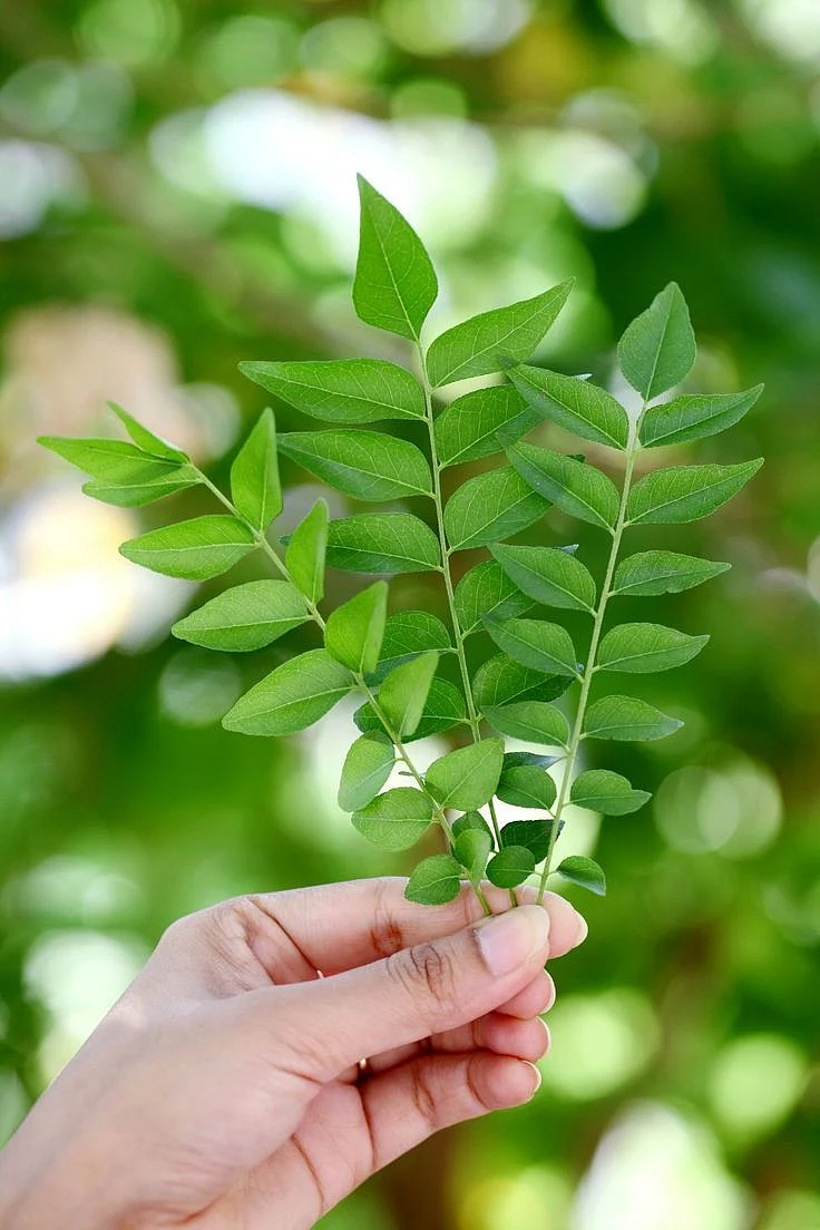 10 Finest Curry Leaves Substitutes