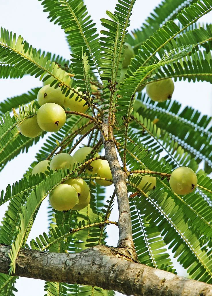 Amla Indian Gooseberry Phyllanthus emblica Medium Coconut Coir Pot