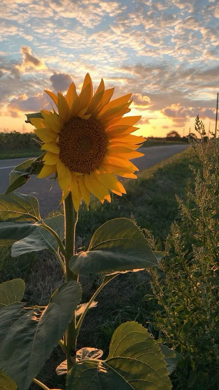 sunset flowers nature