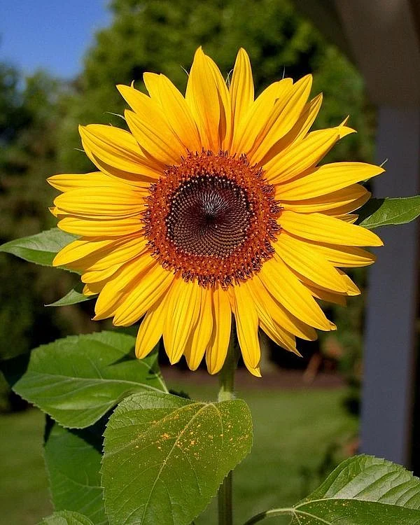 Sunflower Lovers Club