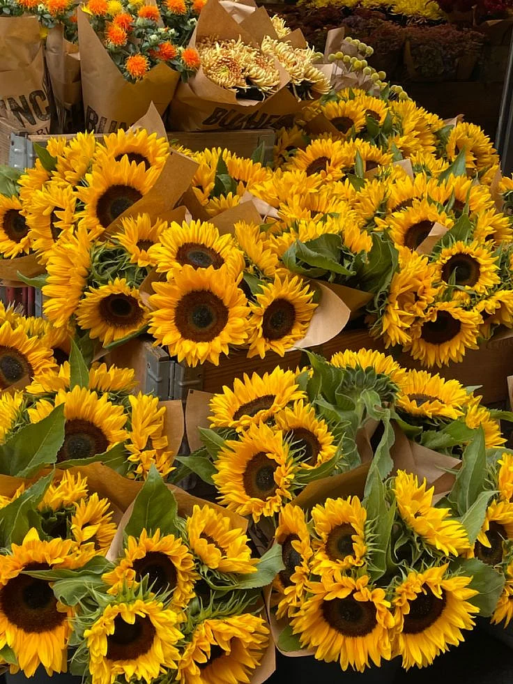 Sunflower
