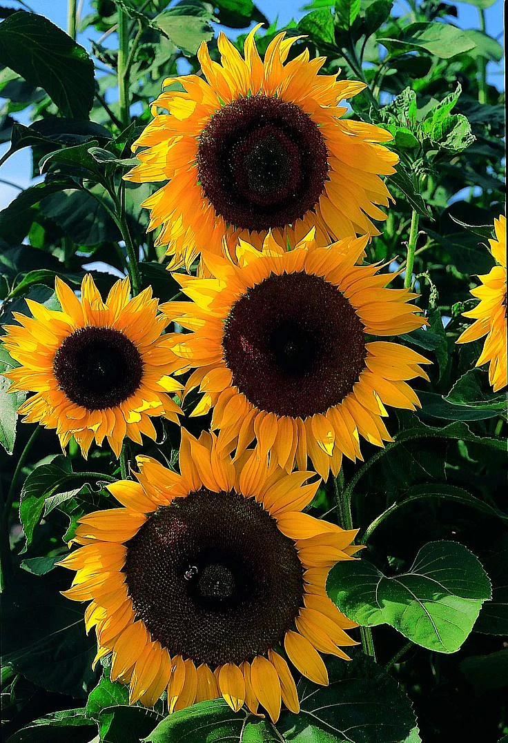 Suttons Sunflower Seeds F1 Full Sun Sun Flower Seeds Helianthus Ideal for Greenhouses Beds and Borders 22 Seeds per Pack