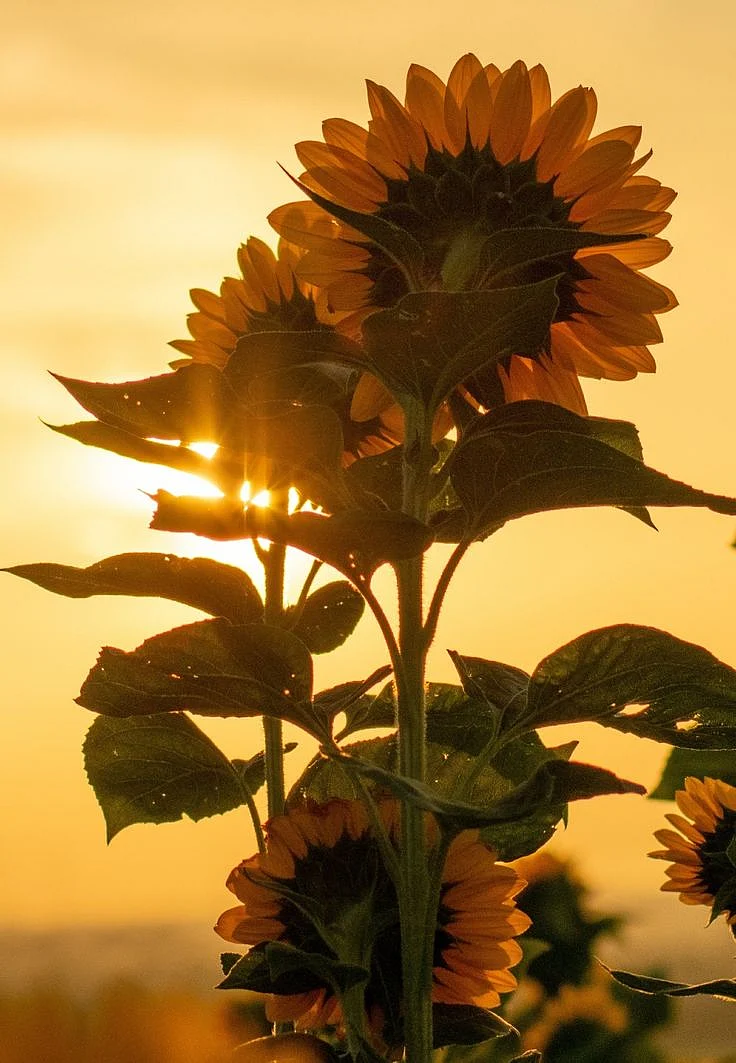 sunflower🌻