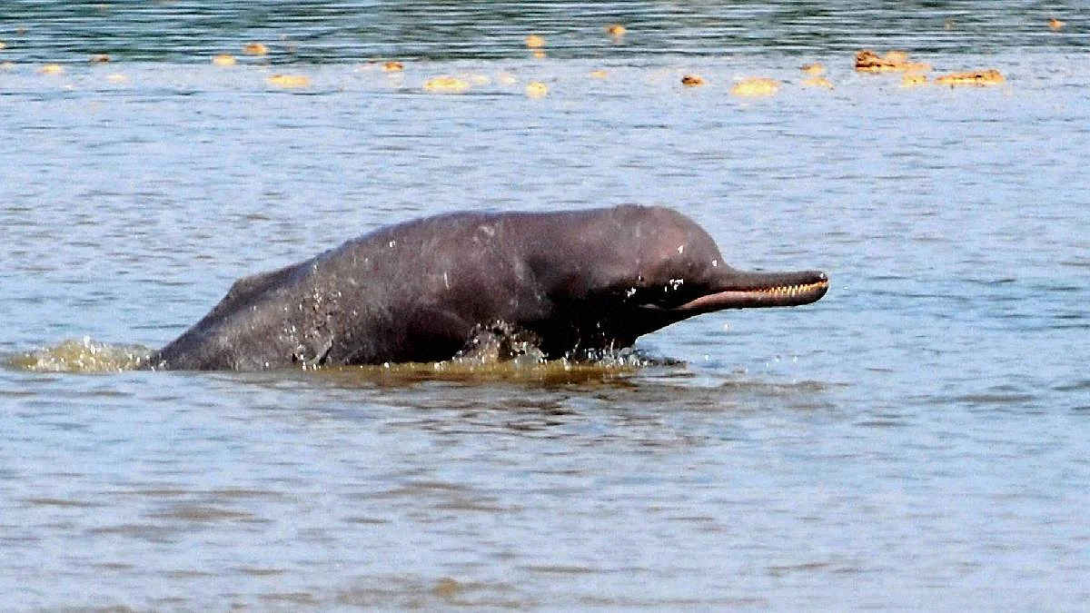 river dolphin 1734538459