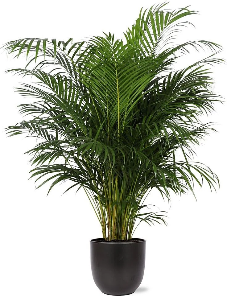 Dypsis Lutescens Areca Palm Ø27cm 160cm in Boule ANTRACIET pot