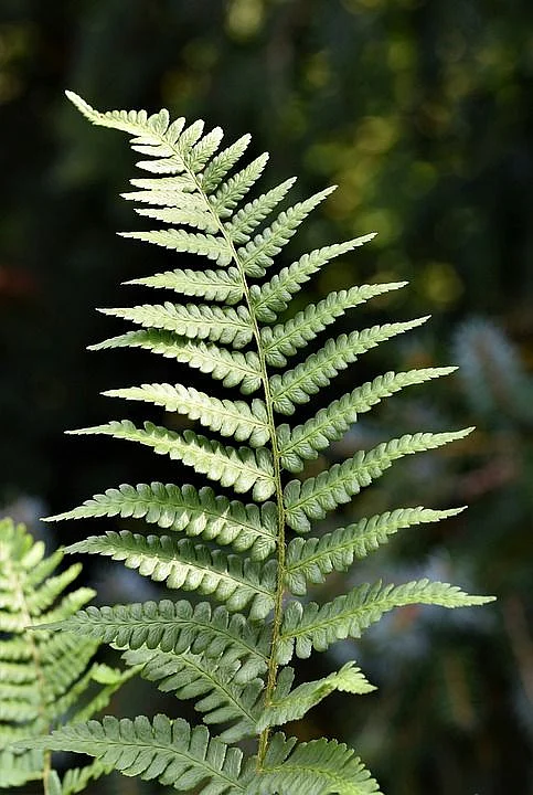 Fern Leaf Plant Free photo on