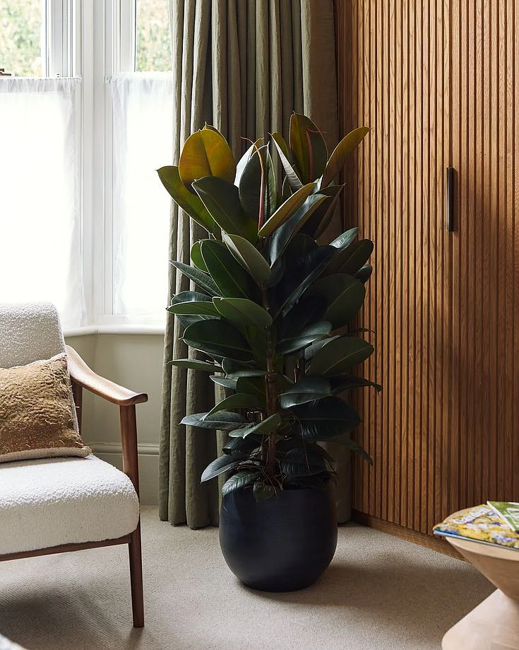 Rubber Bush 150 160cm