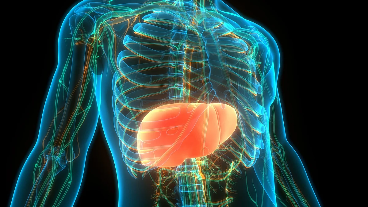 LIVER 4