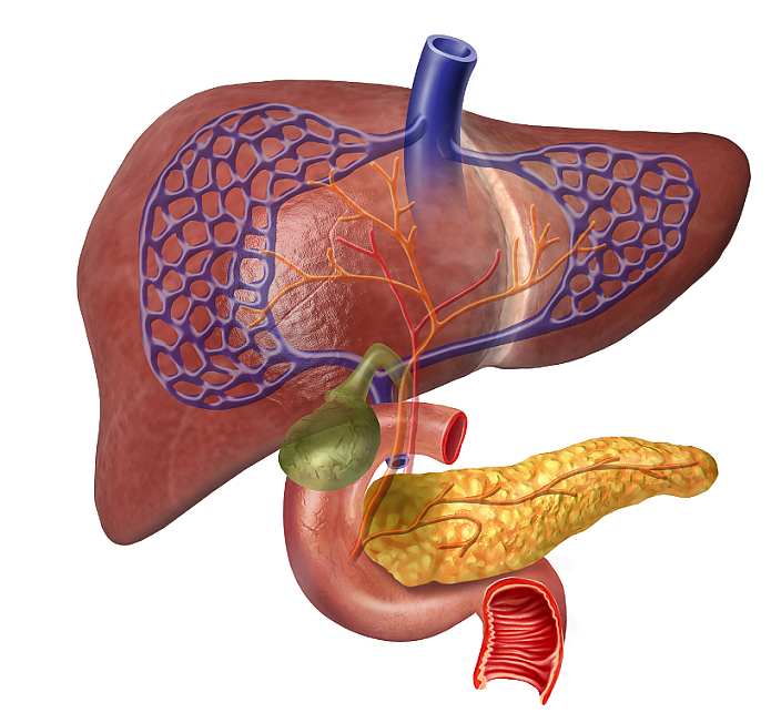 LIVER 5