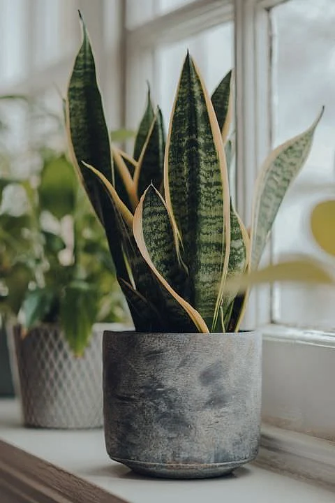 28 Attention Grabbing Snake Plant Decor Ideas Hello Lidy