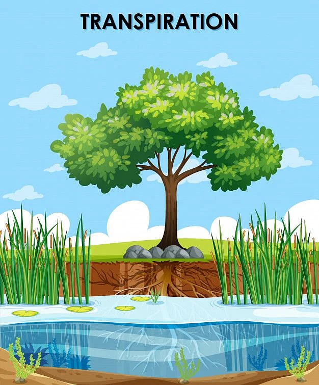 Free Vector Scene describing transpiration of plants