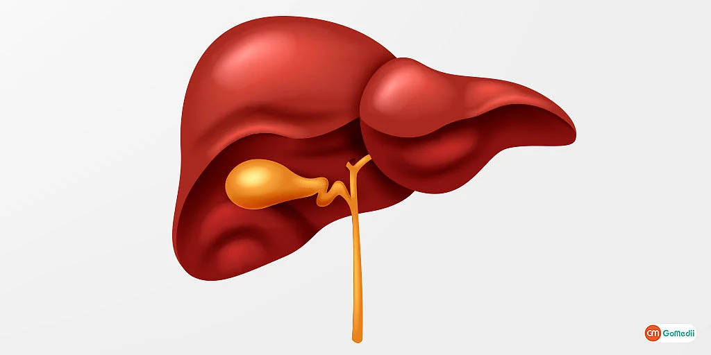 LIVER 2