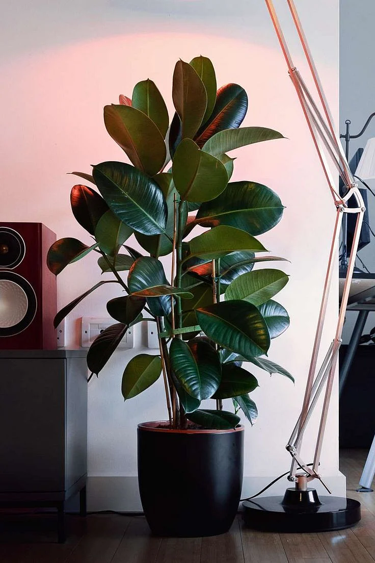 Rubber Plant Care FlatwithPlants