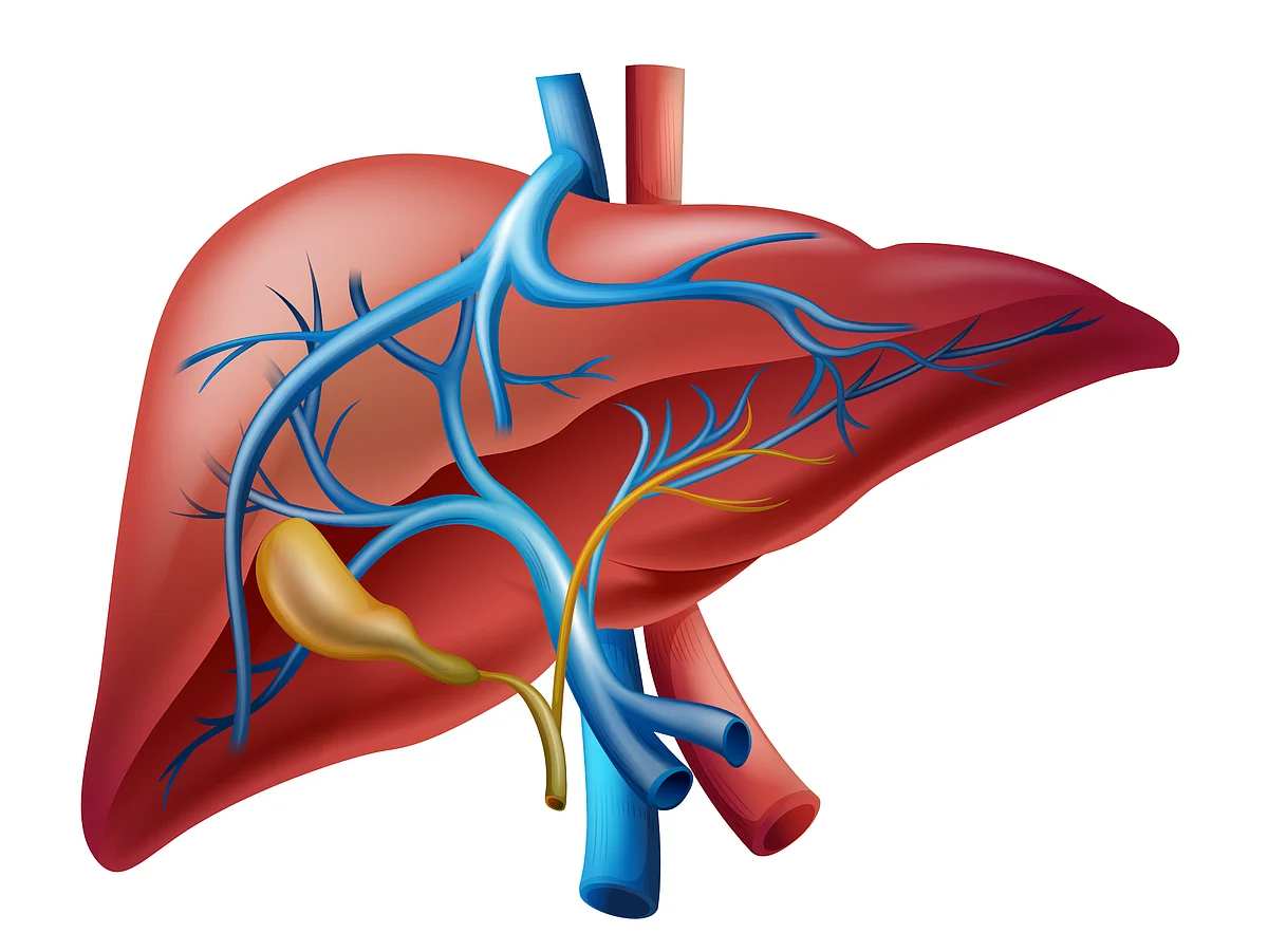 LIVER 6
