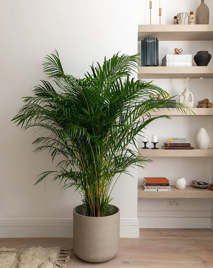 Areca Palm 180 200cm