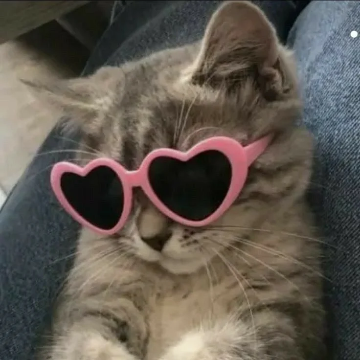 cute cat
