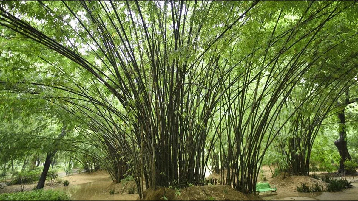 Bamboo Theme Park delhi
