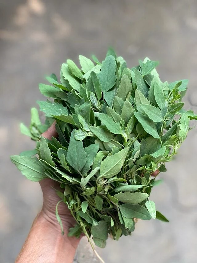 bathua