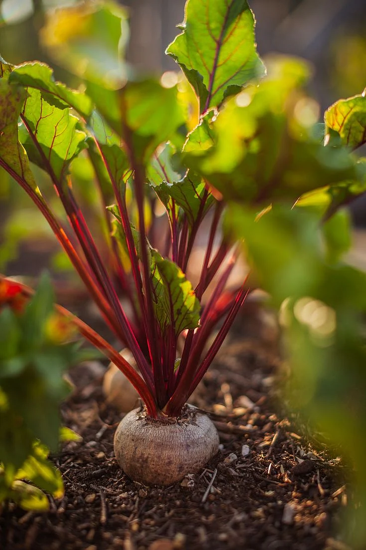 beetroot leaves