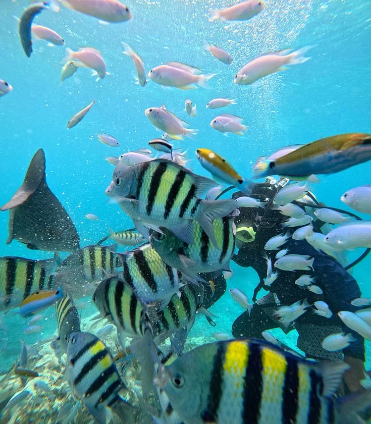 Lakshadweep Trip Vlog 💎🐠