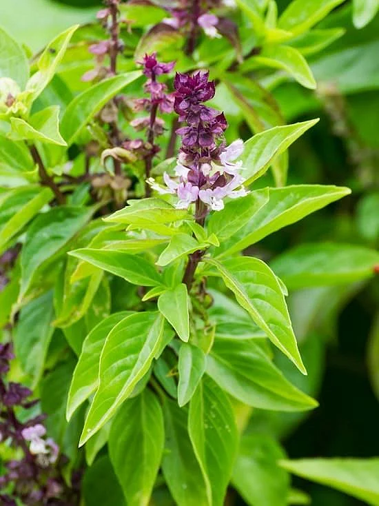 22 Types of Basil to Grow in Herb Garden