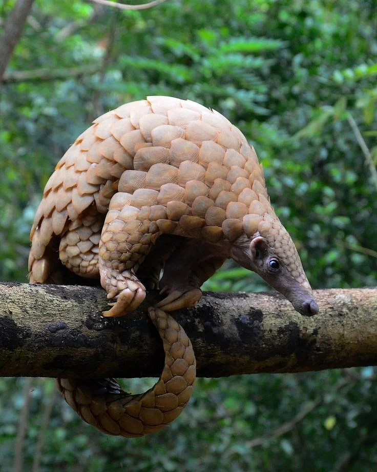 Indian Pangolin