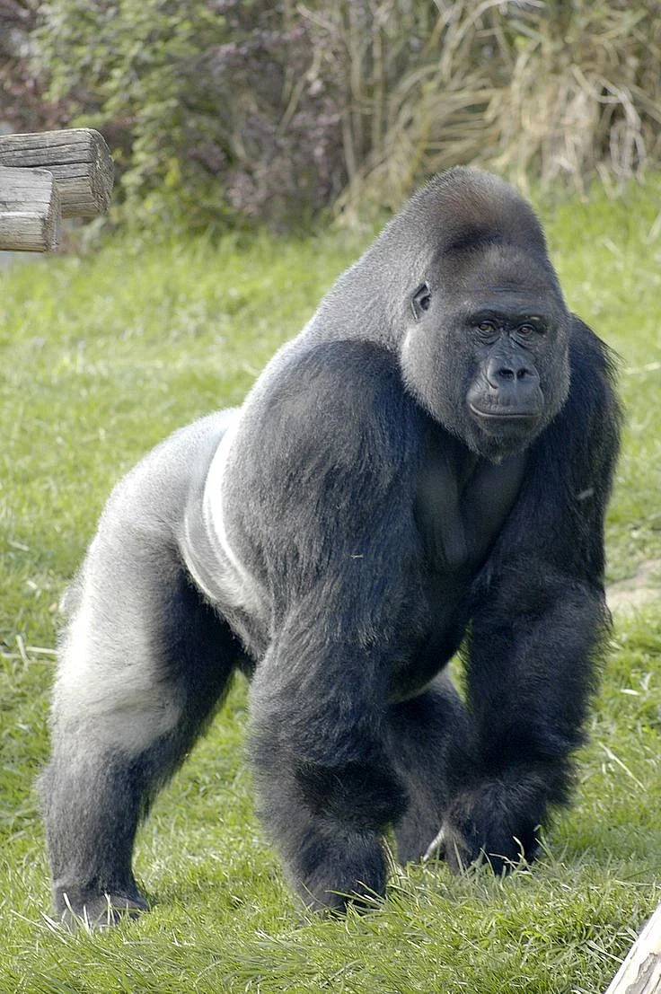 Gorilla Wikipedia