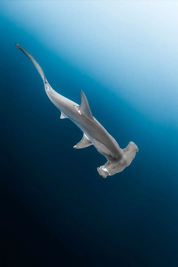 Hammer Head Shark