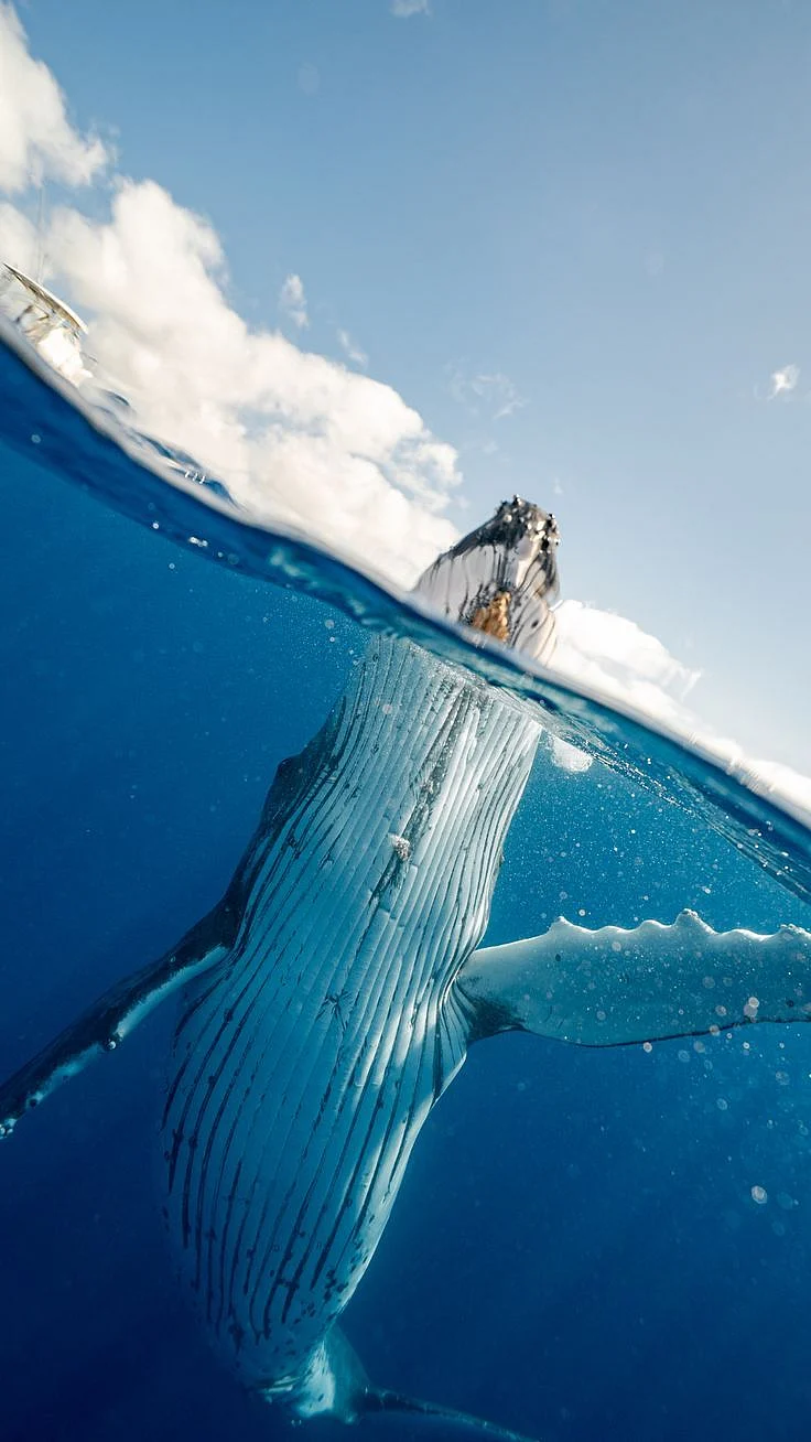 Feds Ask Ships off NYC Coast to Slow Down to Protect Rare Whales