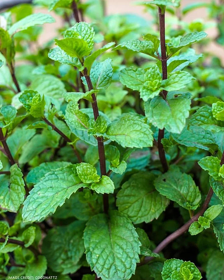 Grow Your Own Mint for a Never Ending Supply
