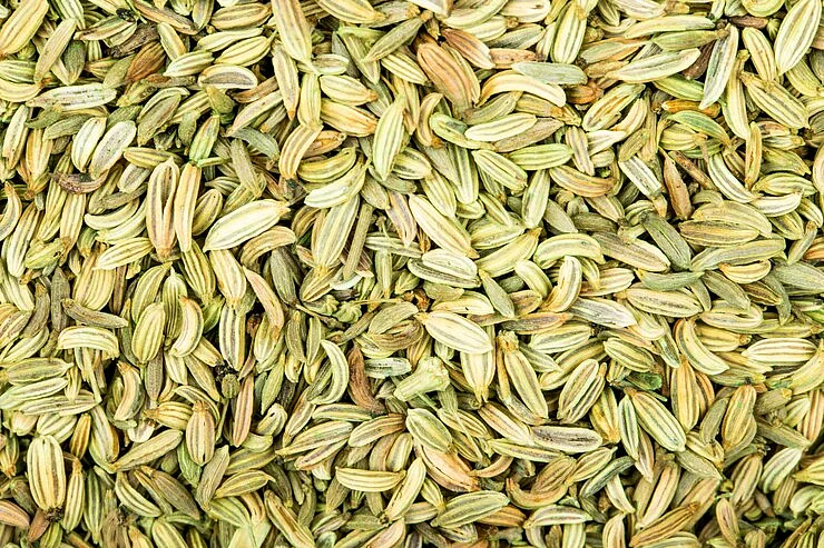 Fennel 3