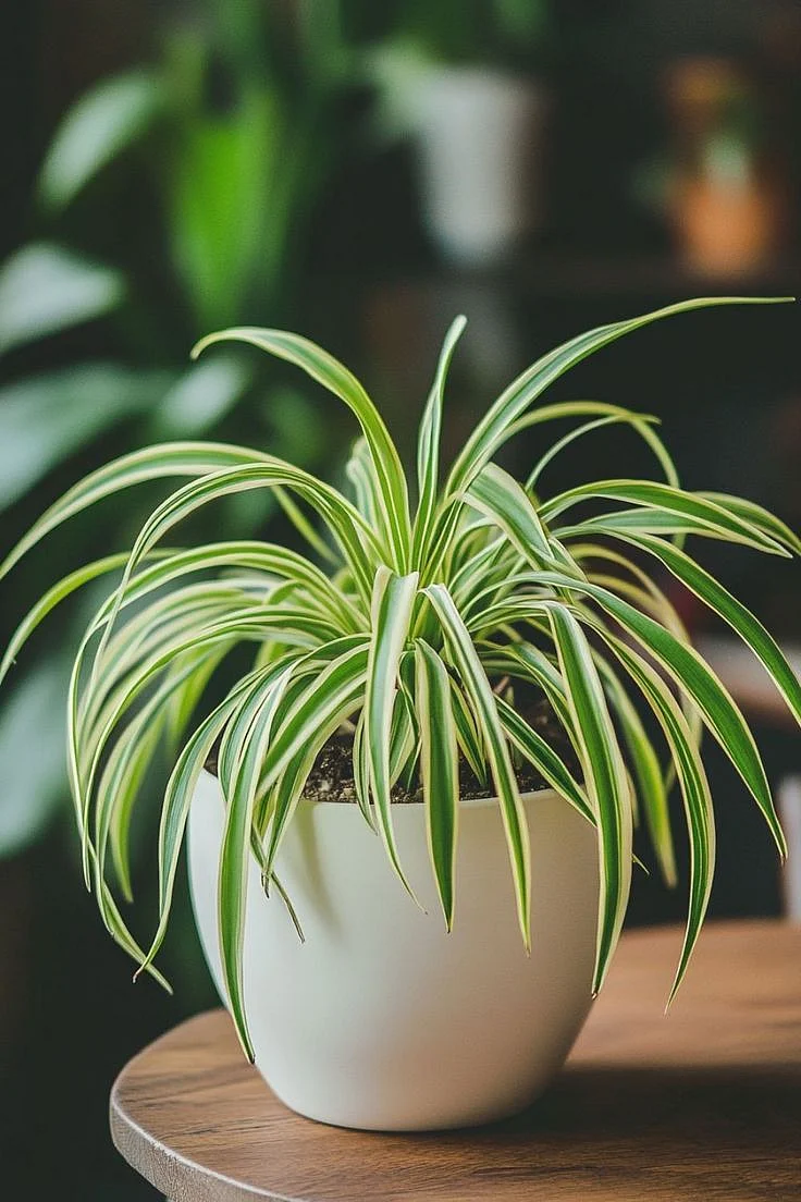 Spider Plant Chlorophytum comosum 1