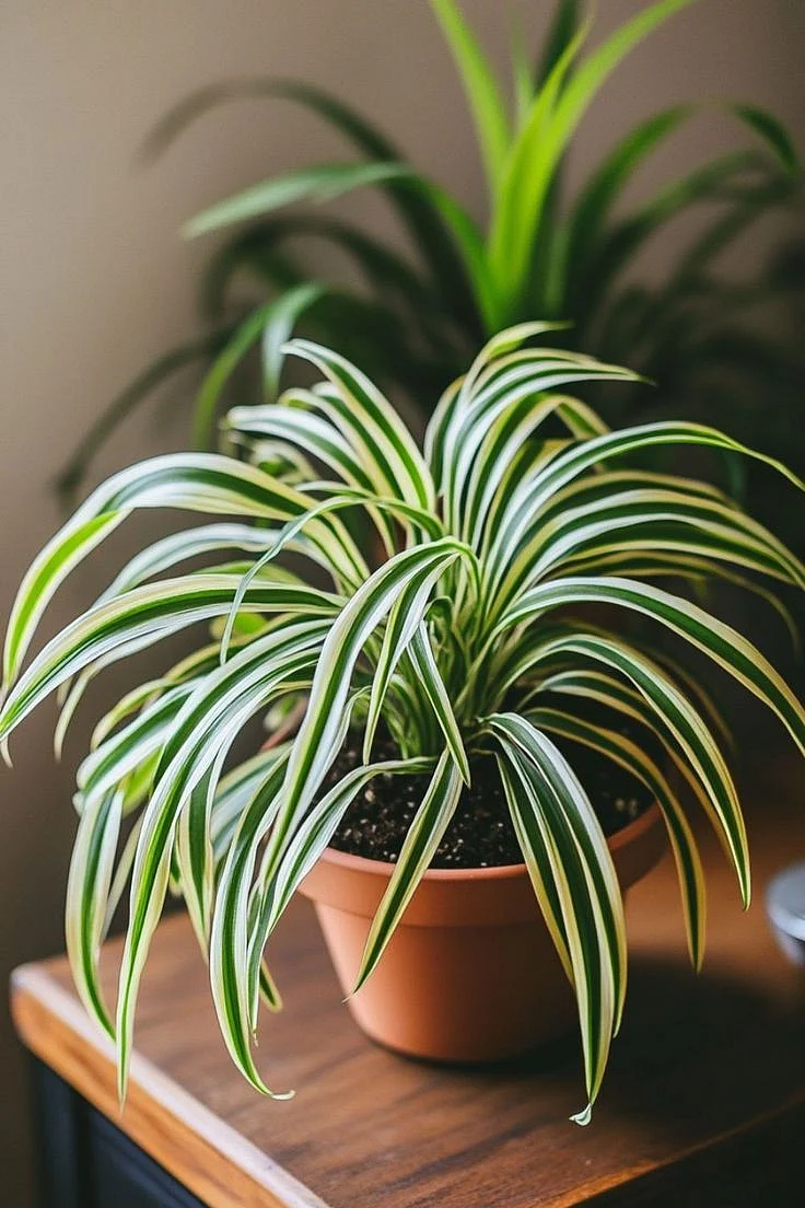 Spider Plant Chlorophytum comosum 2