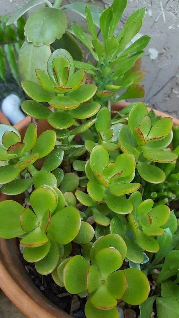 Jade Plant Care Crassula ovata