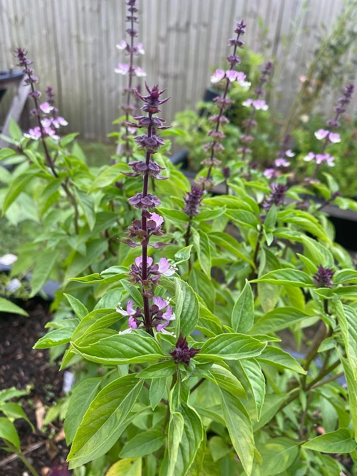 50 Thai Basil SEEDS