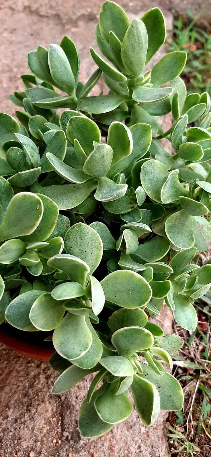 Crassula Lanuginosa 1