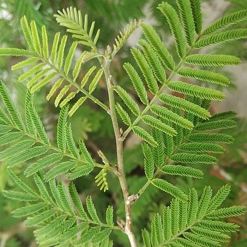 Two Benefits Of Planting Shami Trees 🌴🌳 Benefits Of Prosopis Cineraria