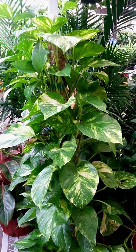 Philodendron 1