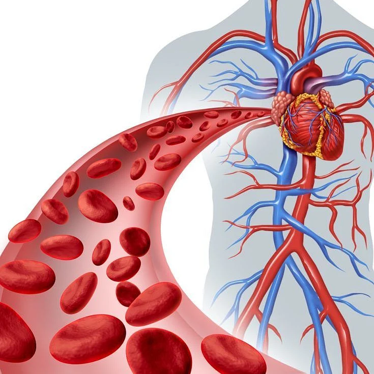 High Homocysteine Level How It Affects Your Blood Vessels