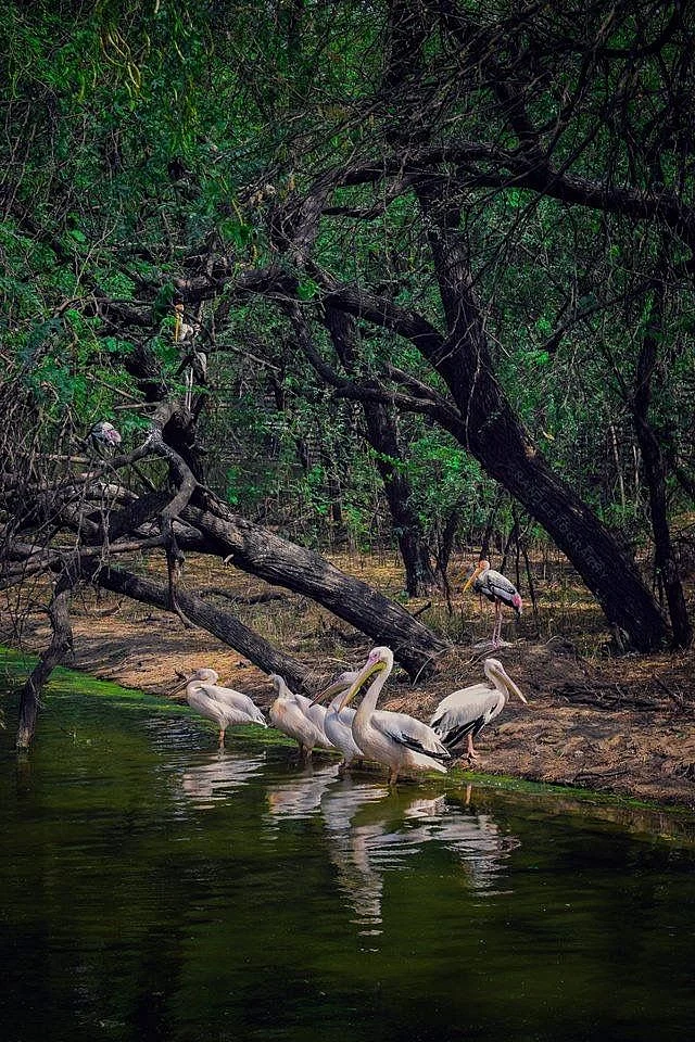 Vedanthangal bird sanctuary near Chennai