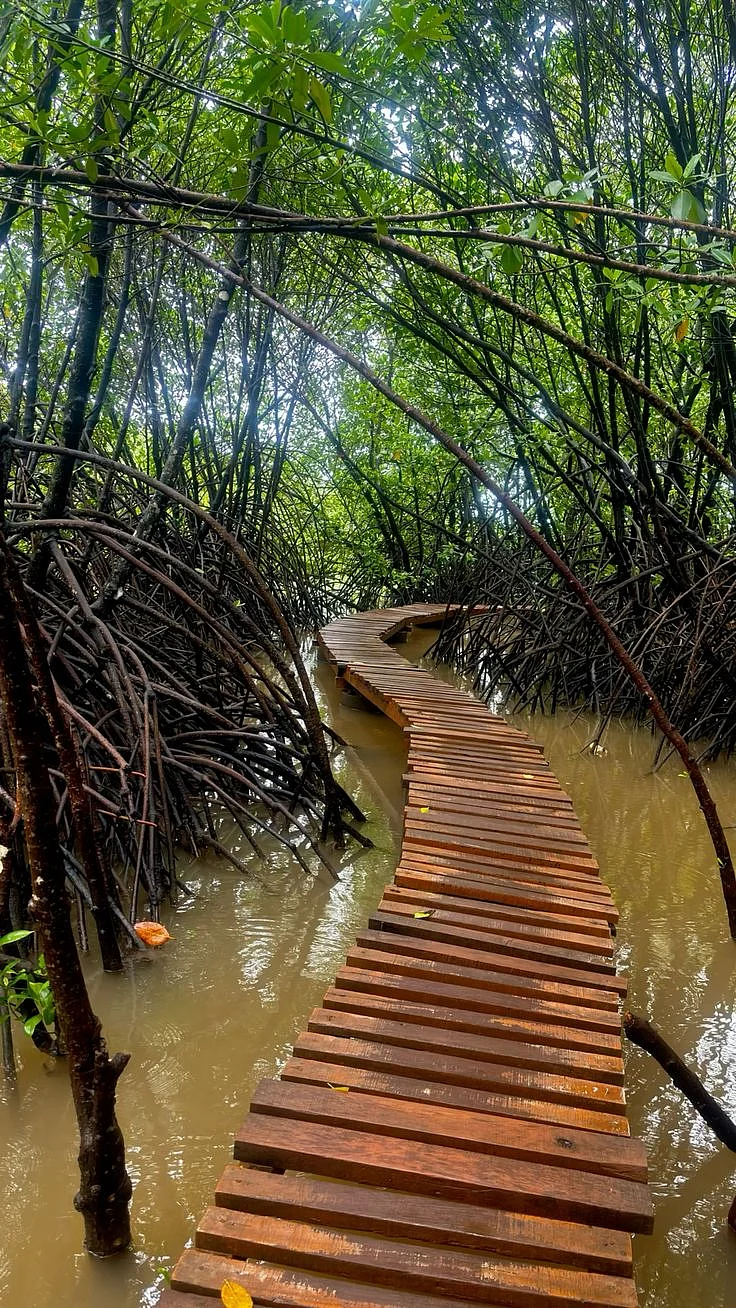Pichavaram Mangrove Forest