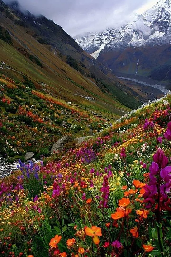 Valley of Flowers National Park