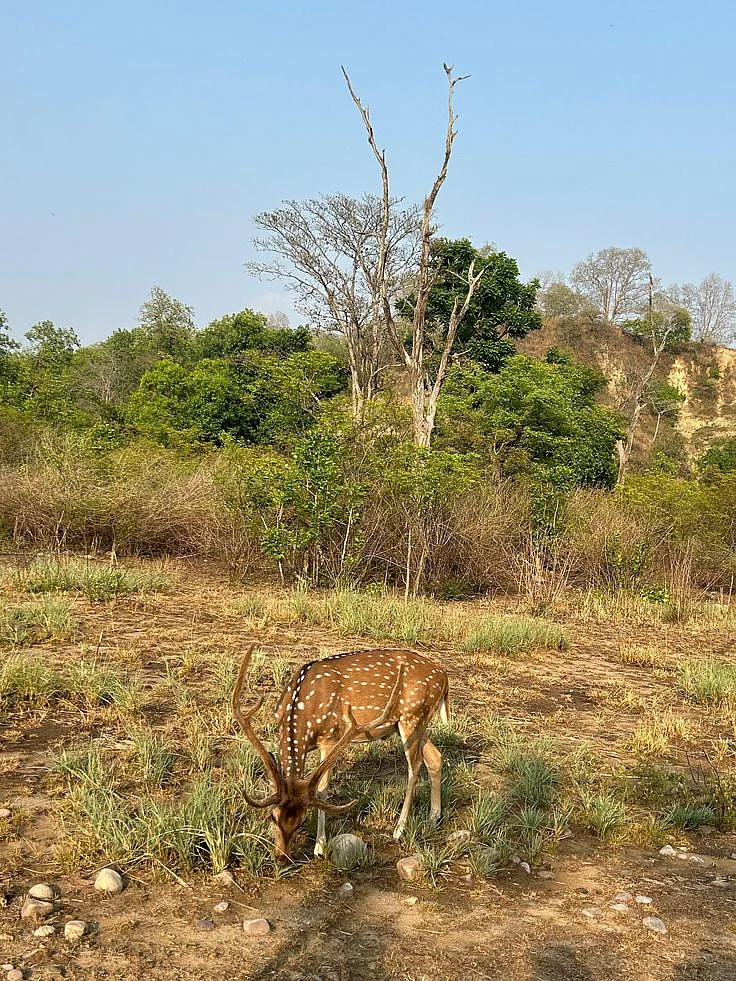 Jim Corbett National Park