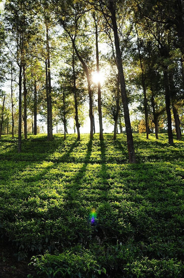 forests in india
