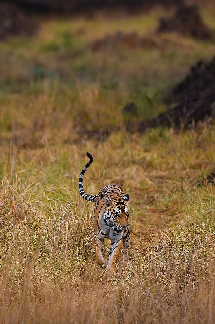 Kanha Tiger Reserve