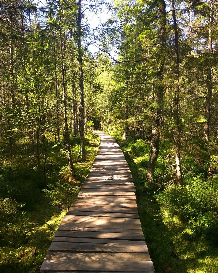 forests in india 2