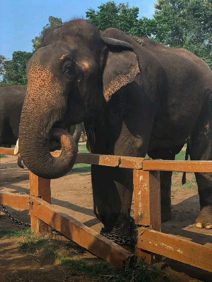 📍DUBARE ELEPHANT CAMP COORG